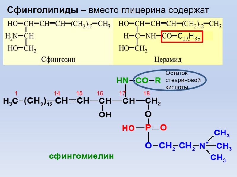 Сфинголипиды – вместо глицерина содержат Остаток стеариновой кислоты 1 14 15 16 17 18